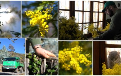 La raccolta della mimosa tra colori e siccità, la scelta di Luca Valenti nella sua Perinaldo